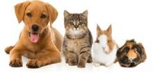 medway pets